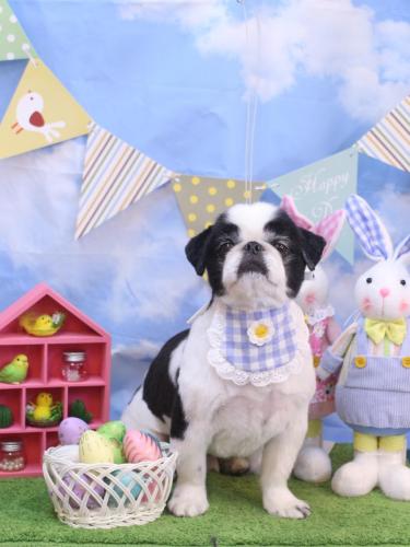 20240306大福くん